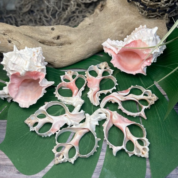 JUST IN- LG PINK MUREX CENTER CUT SHELLS SLICES DIY CRAFTING LOT - Picture 5 of 15